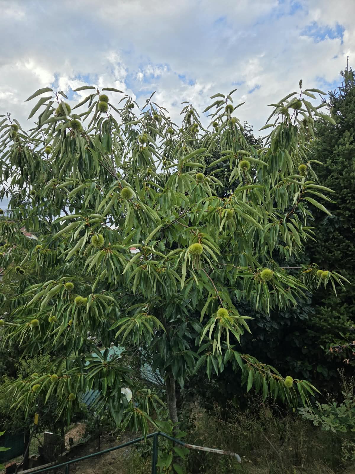 Kesten pitomi, 70-100cm | Kesten golog korjena 7.jpeg